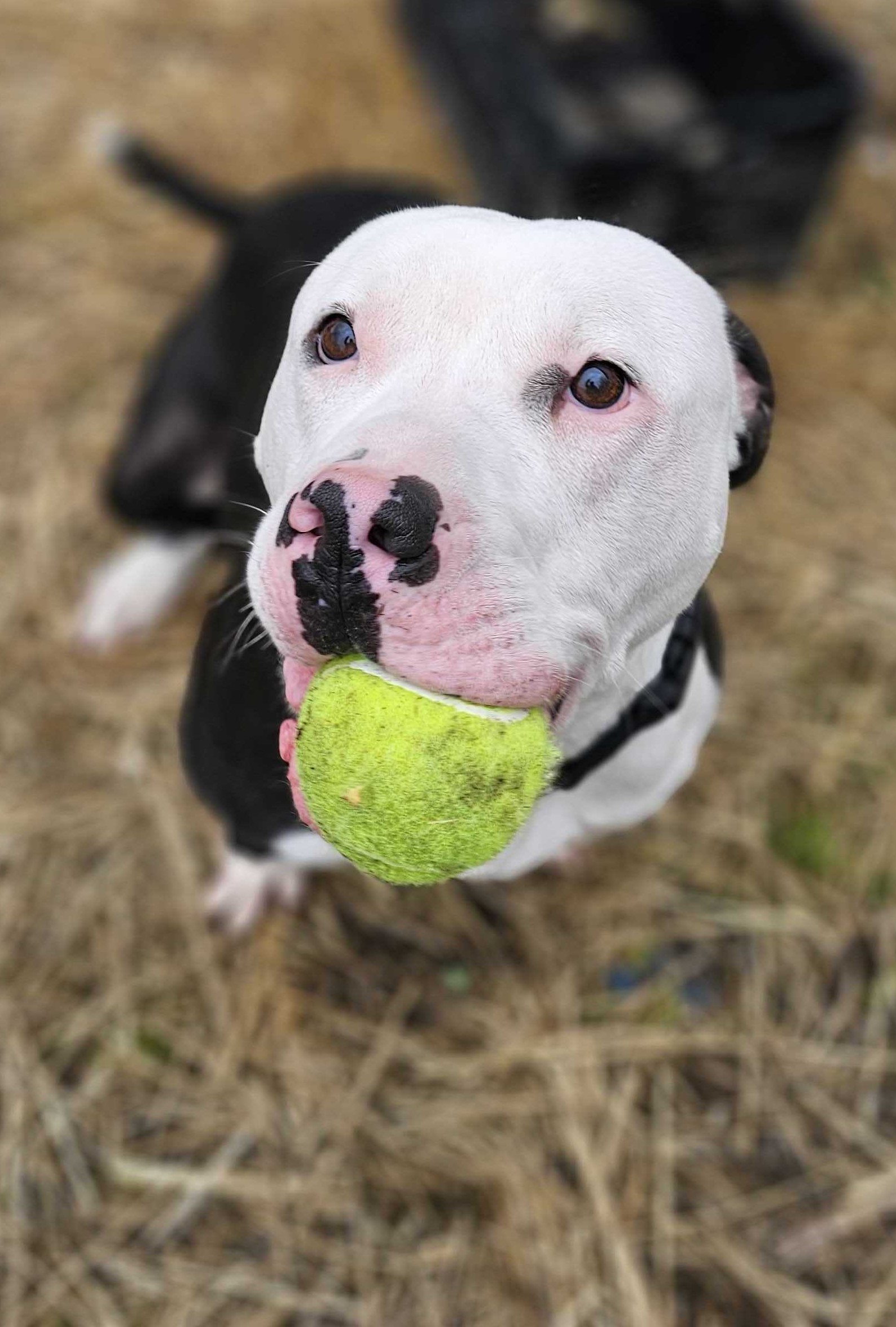 Enlarge Bruno, a Adoptable mixed breed in Montrose, PA image 1/6
