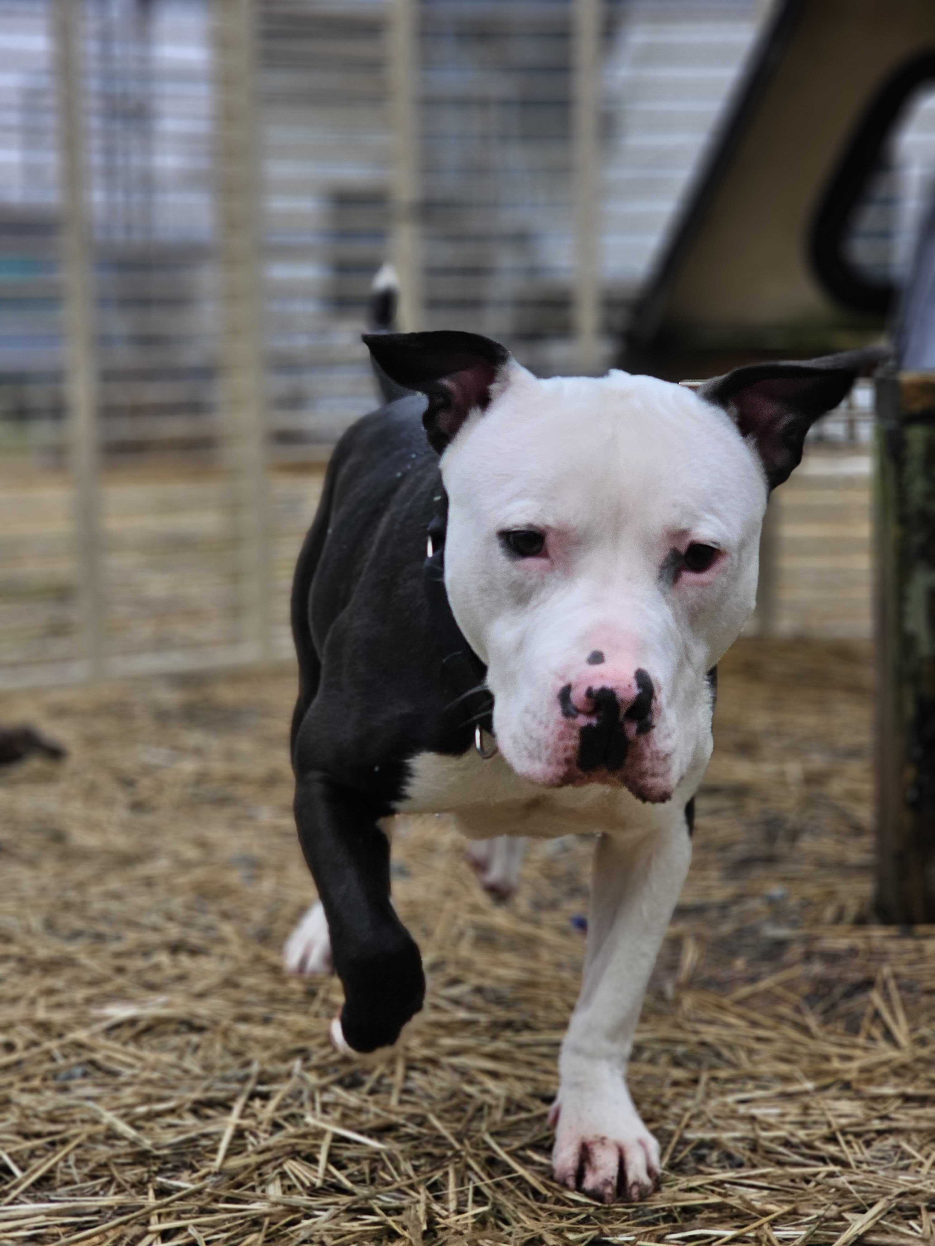 Enlarge Bruno, a Adoptable mixed breed in Montrose, PA image 2/6