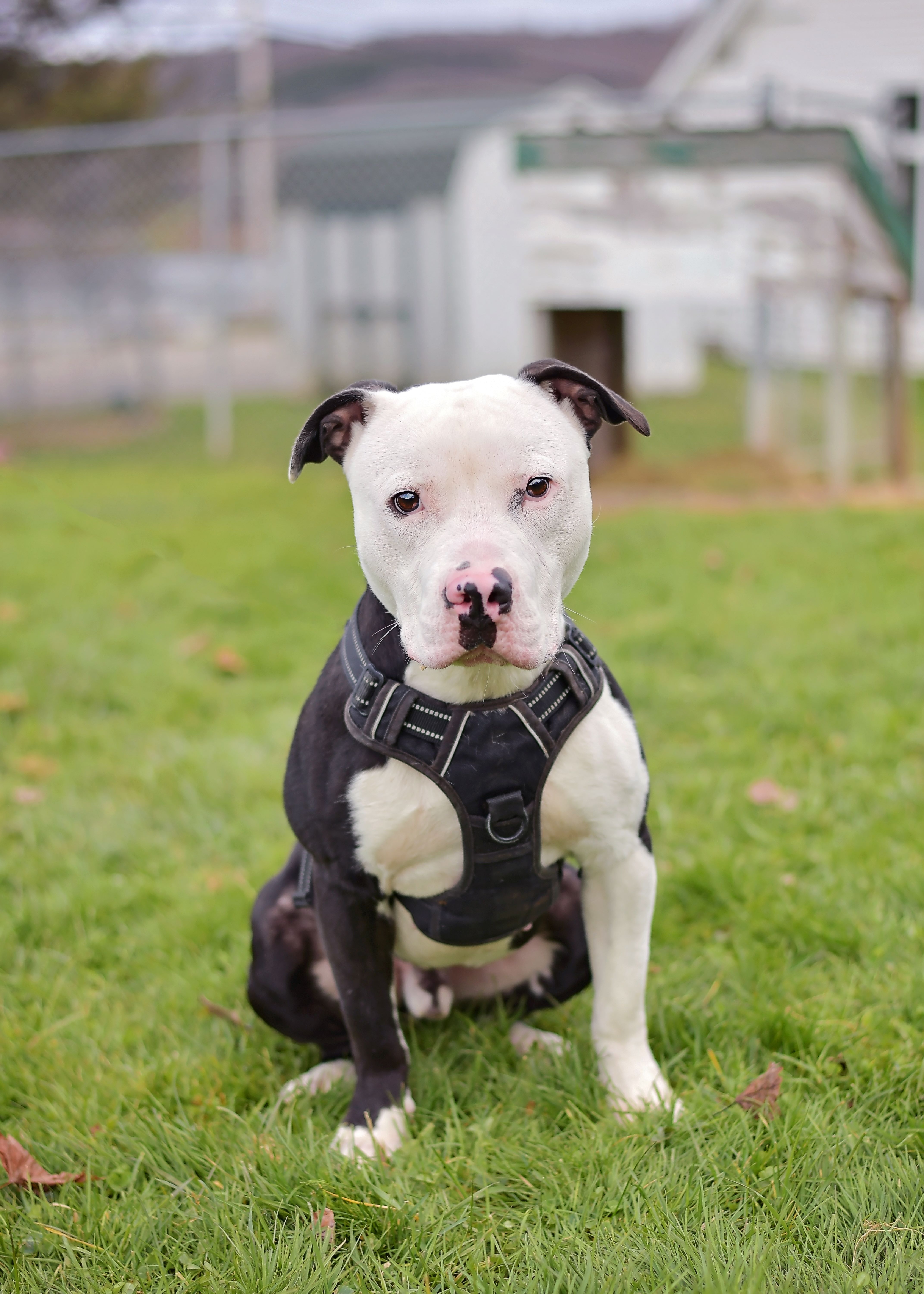 Enlarge Bruno, a Adoptable mixed breed in Montrose, PA image 3/6
