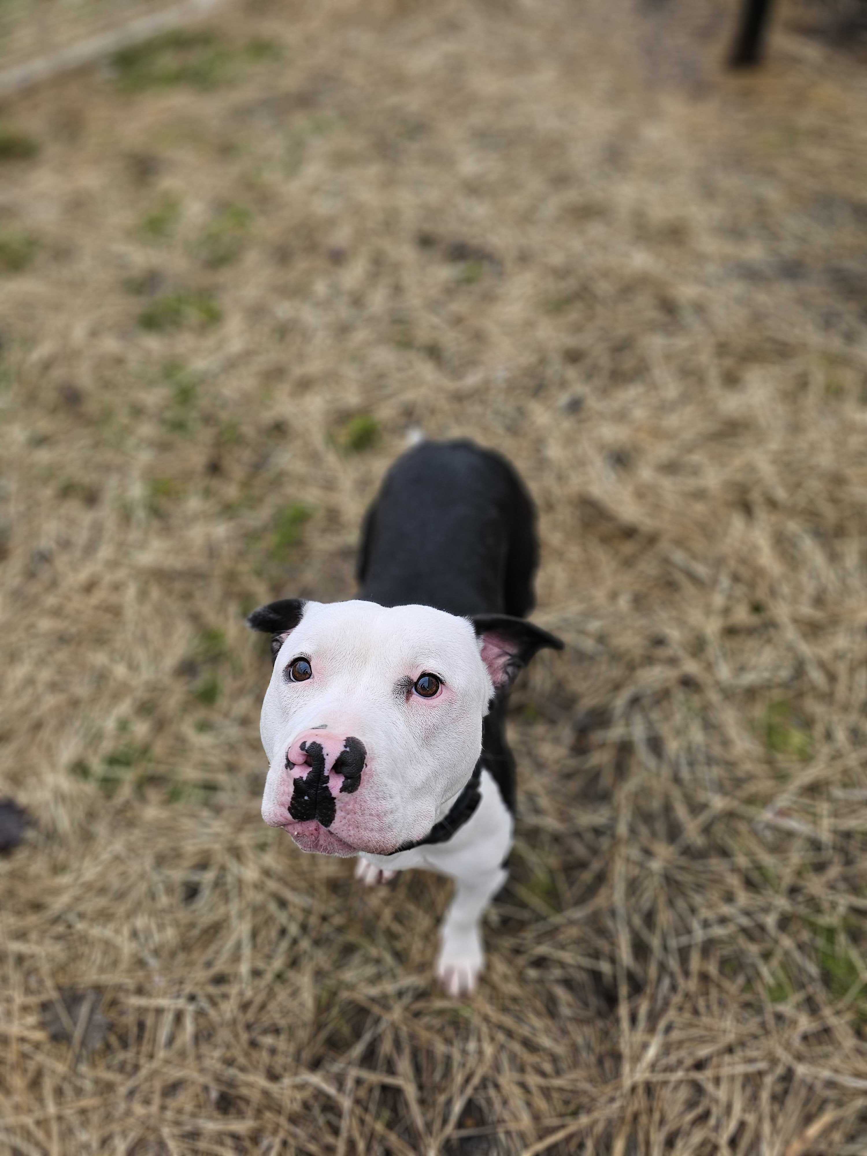 Enlarge Bruno, a Adoptable mixed breed in Montrose, PA image 4/6