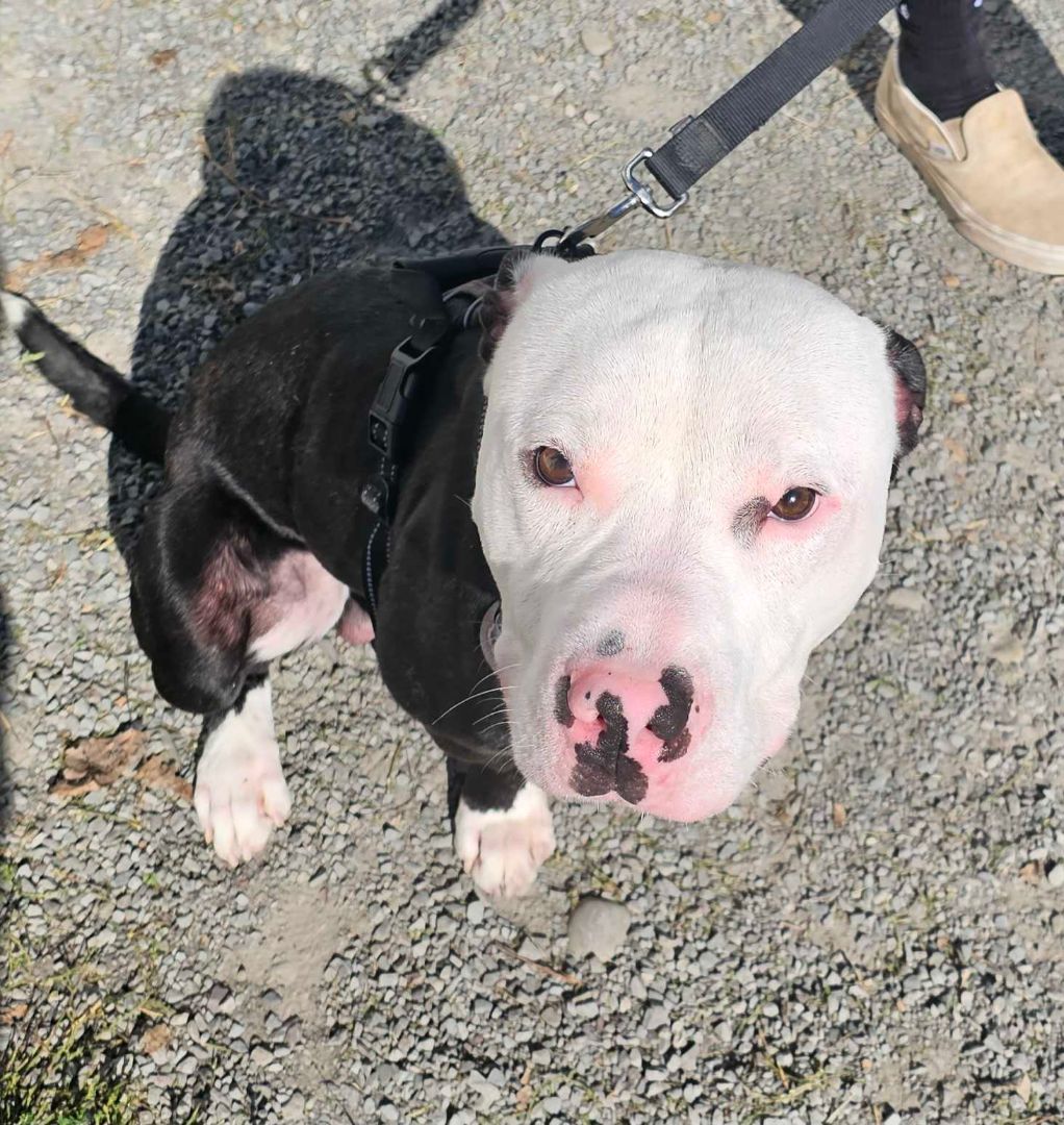 Enlarge Bruno, a Adoptable mixed breed in Montrose, PA image 5/6