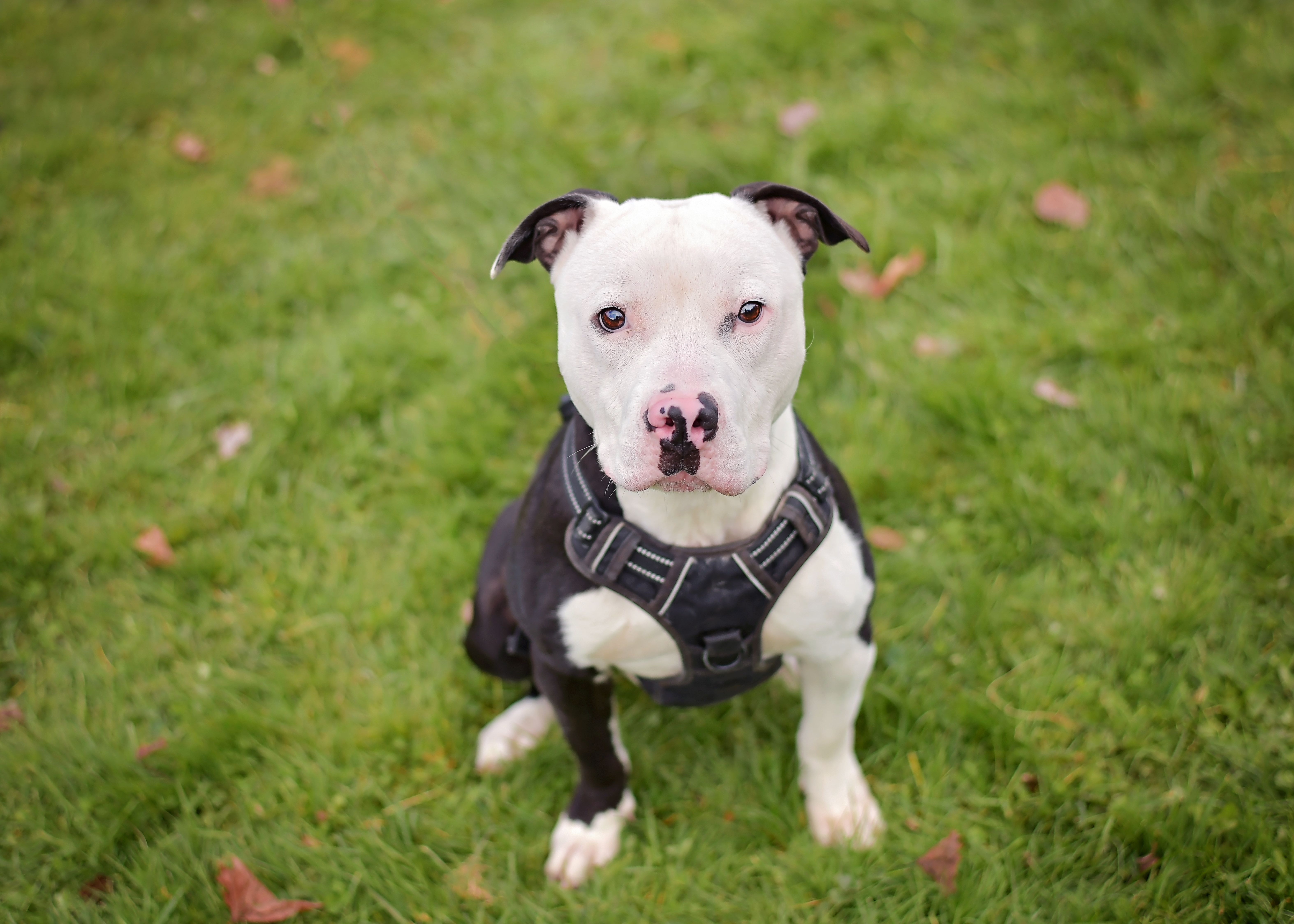 Enlarge Bruno, a Adoptable mixed breed in Montrose, PA image 6/6
