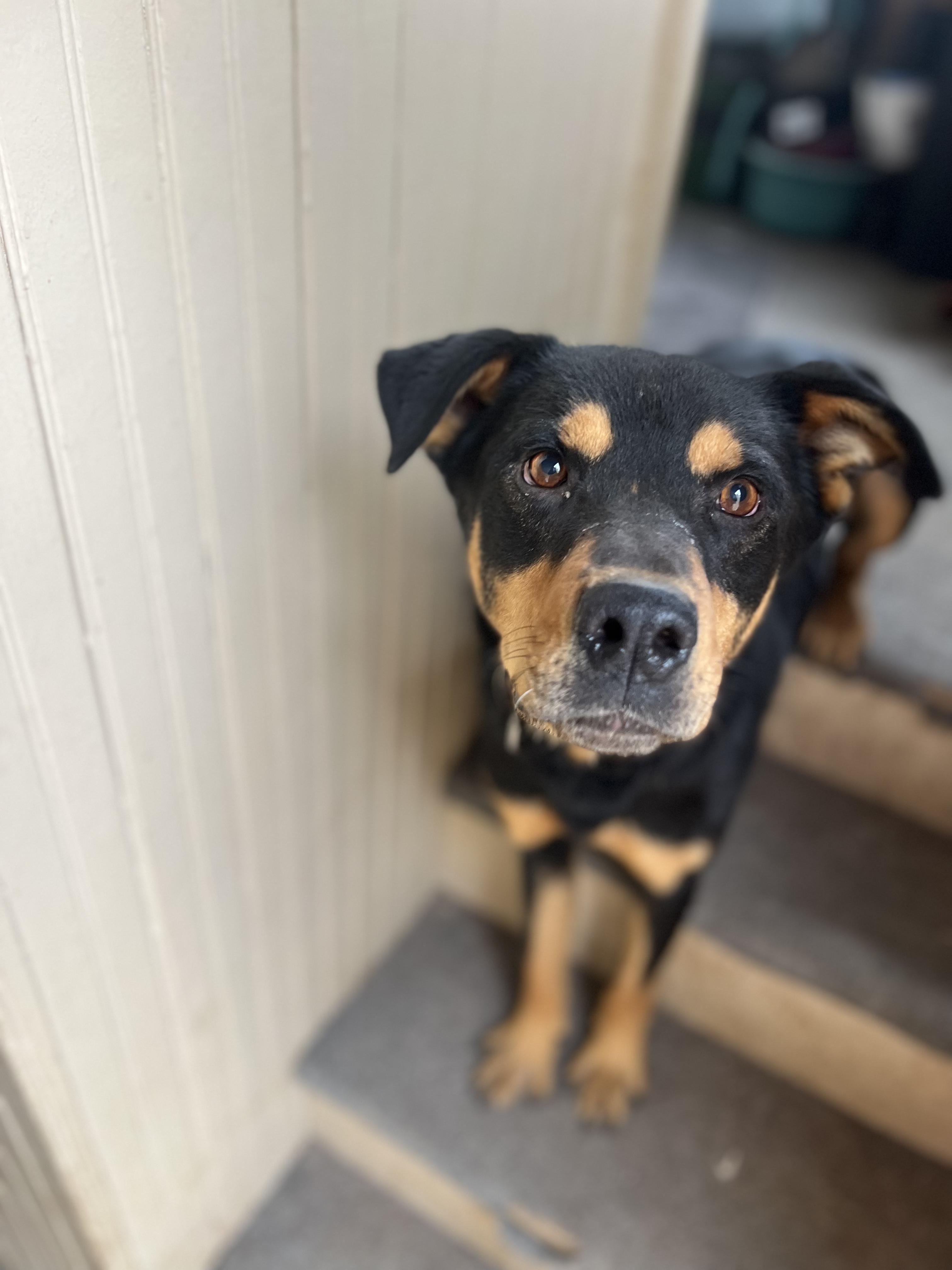 Enlarge Travis, a Adoptable Rottweiler in Denver, CO image 2/5