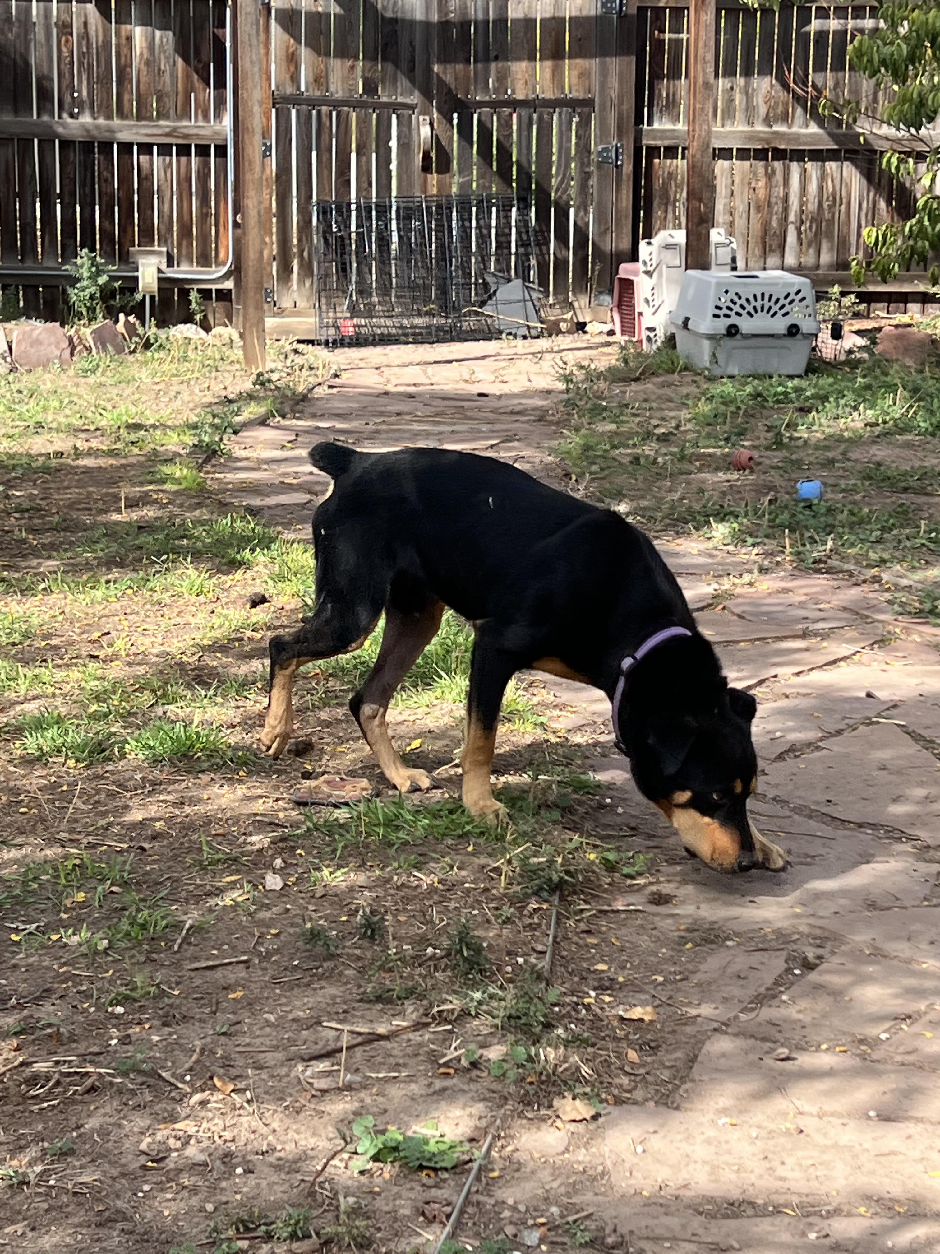 Enlarge Travis, a Adoptable Rottweiler in Denver, CO image 5/5