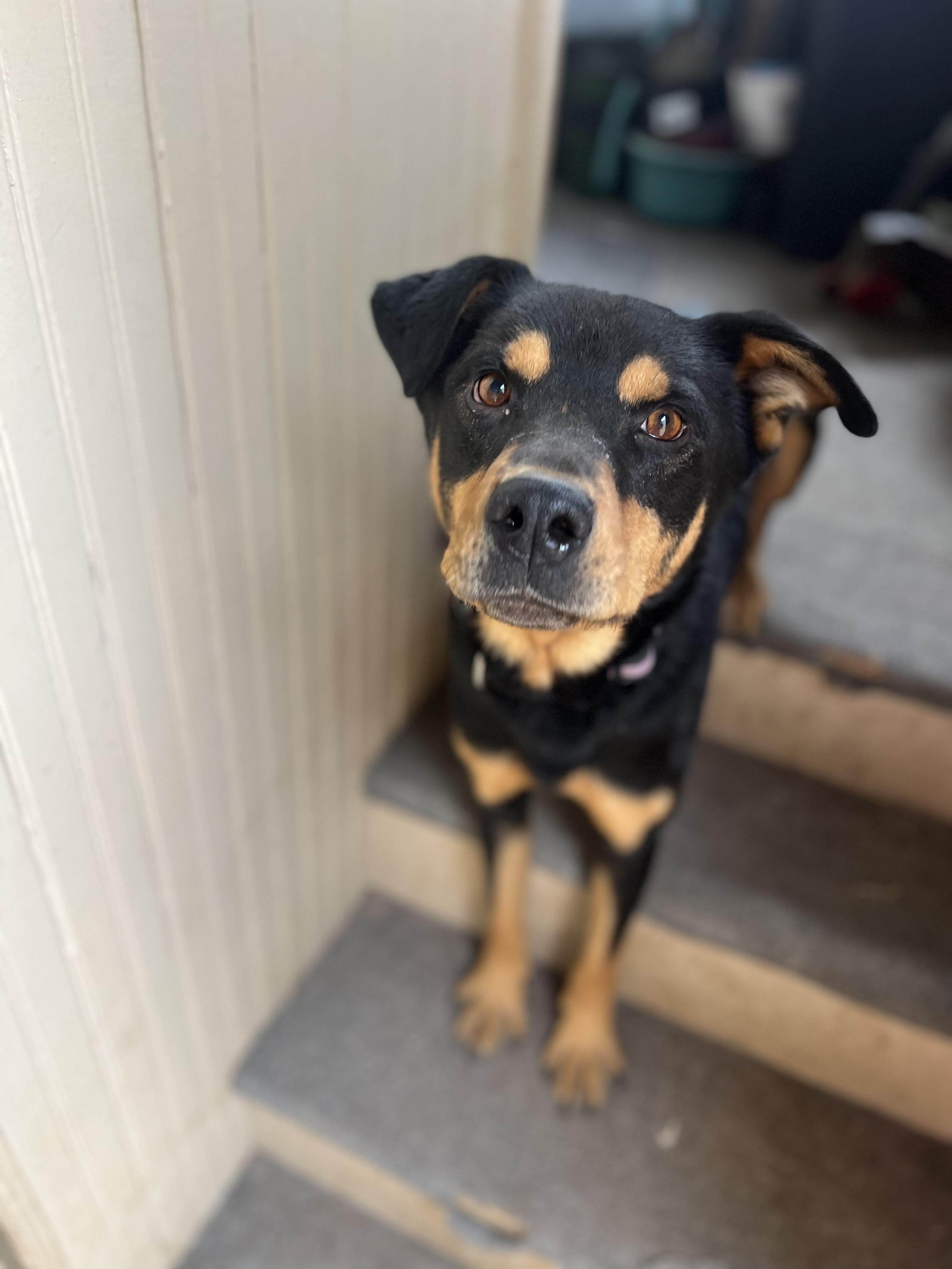 Enlarge Travis, a Adoptable Rottweiler in Denver, CO image 1/5