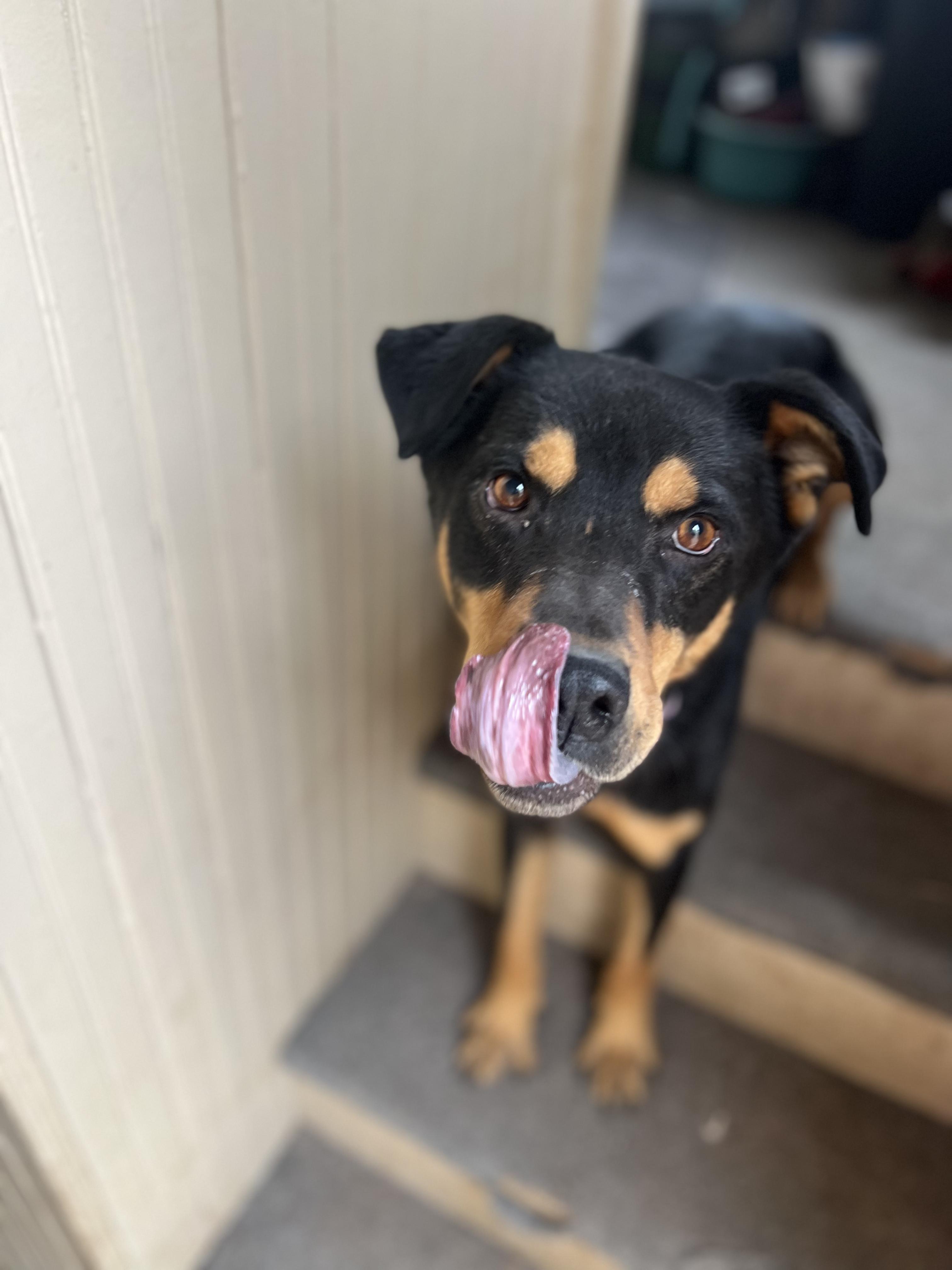Enlarge Travis, a Adoptable Rottweiler in Denver, CO image 3/5