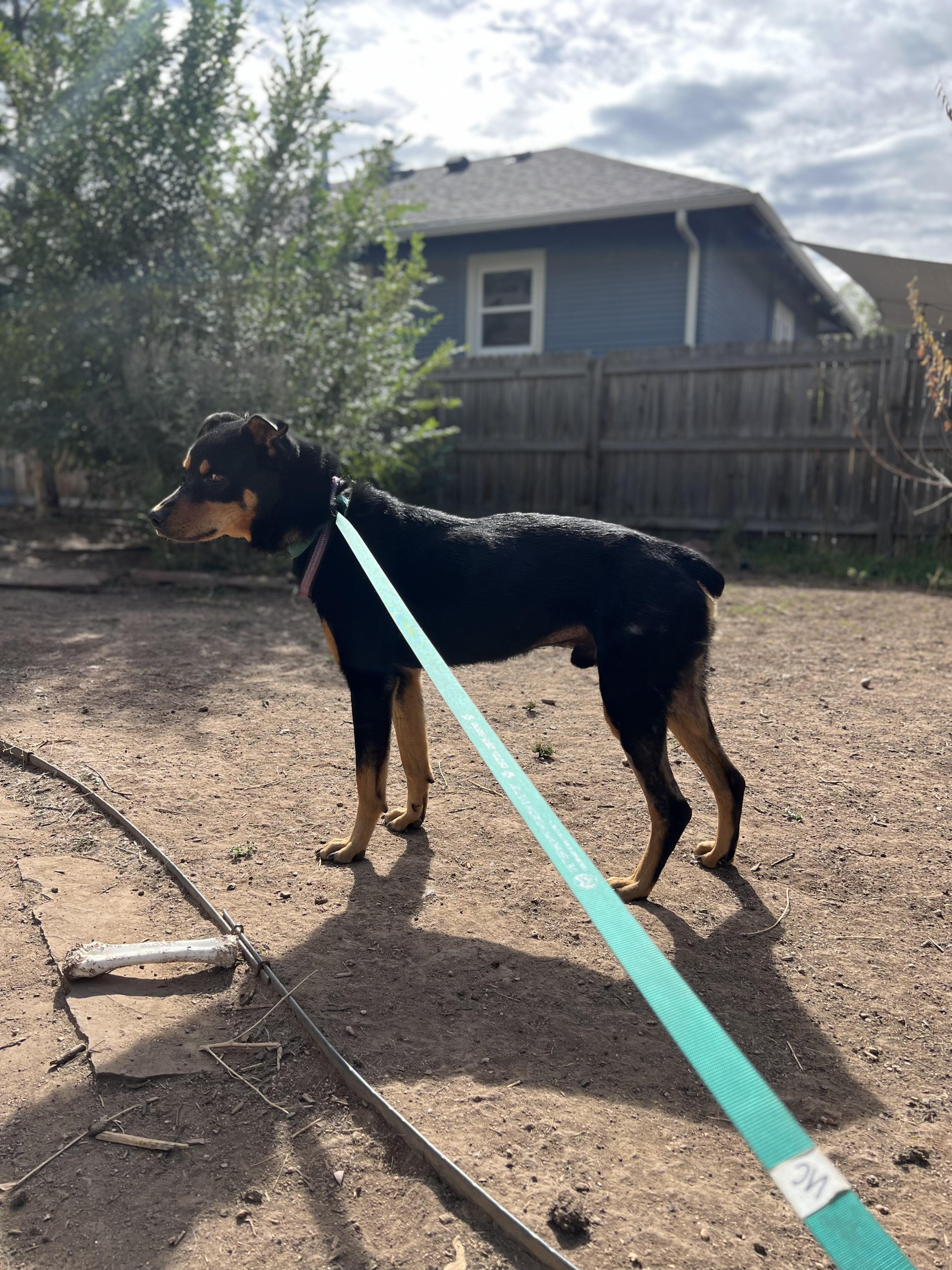 Travis, Adoptable, Adult Male Rottweiler.