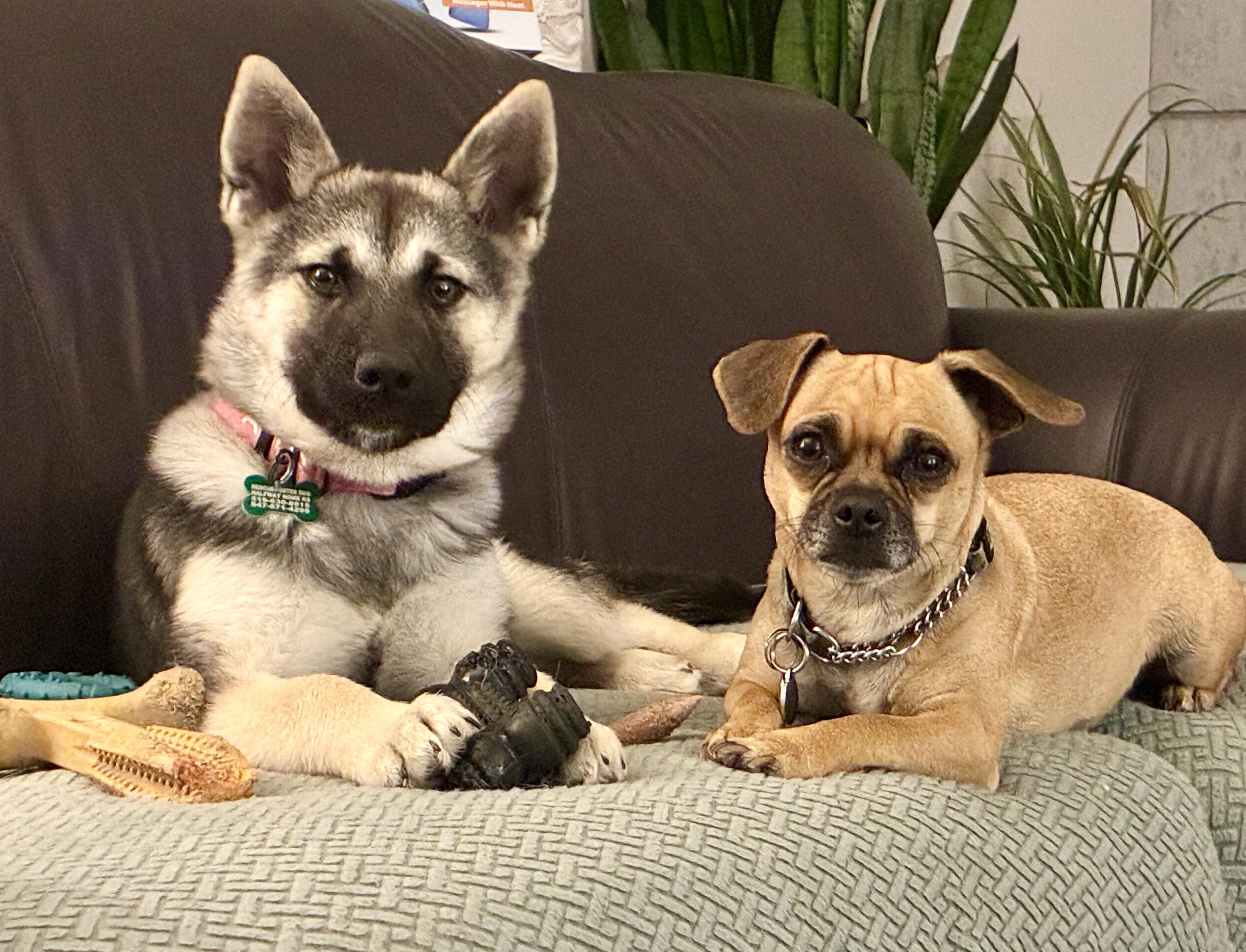 Indie, Adopted, Puppy Female German Shepherd Dog & Husky.