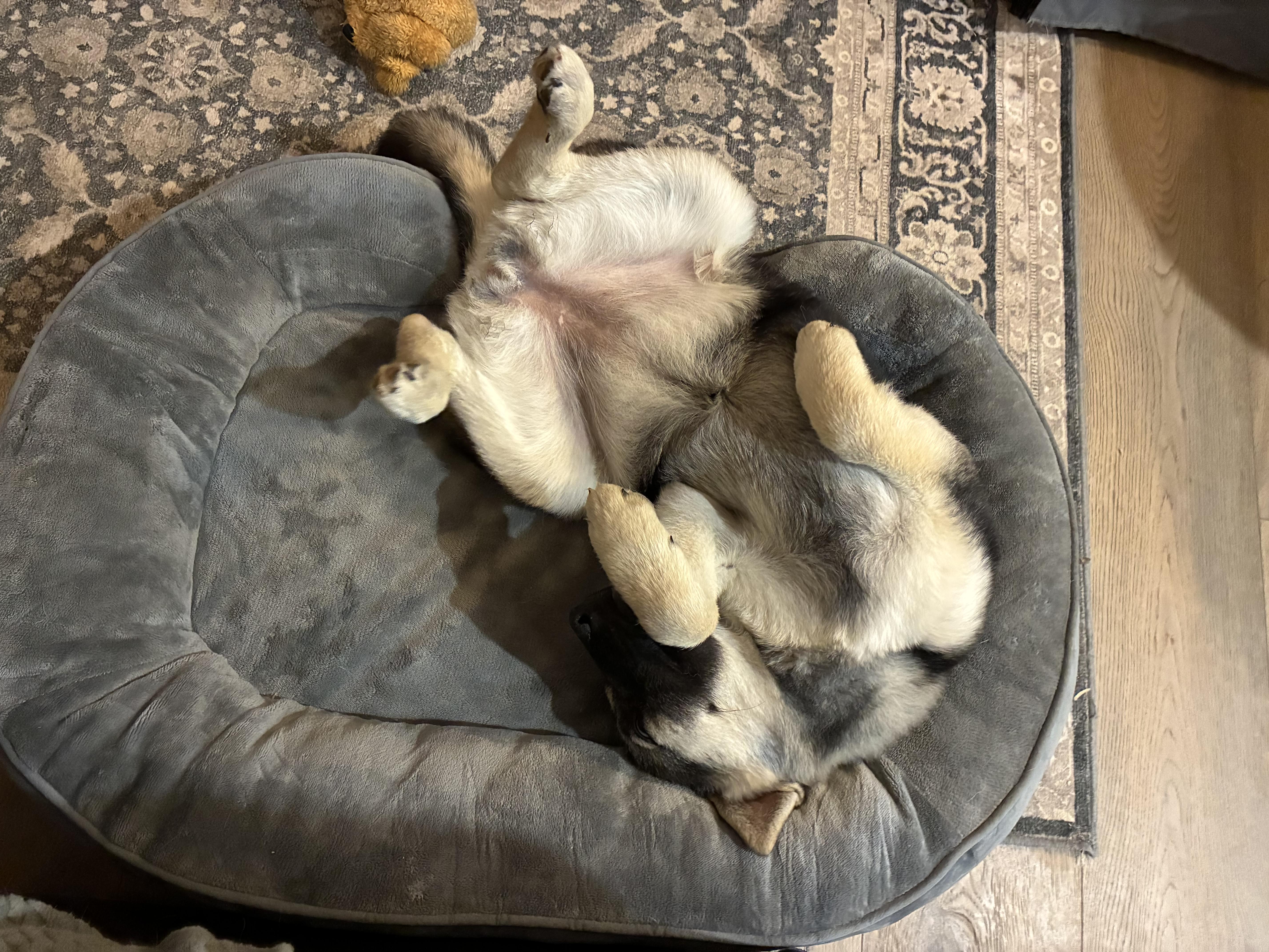 Enlarge Indie, a Adopted mixed breed in Port Colborne , ON image 2/6