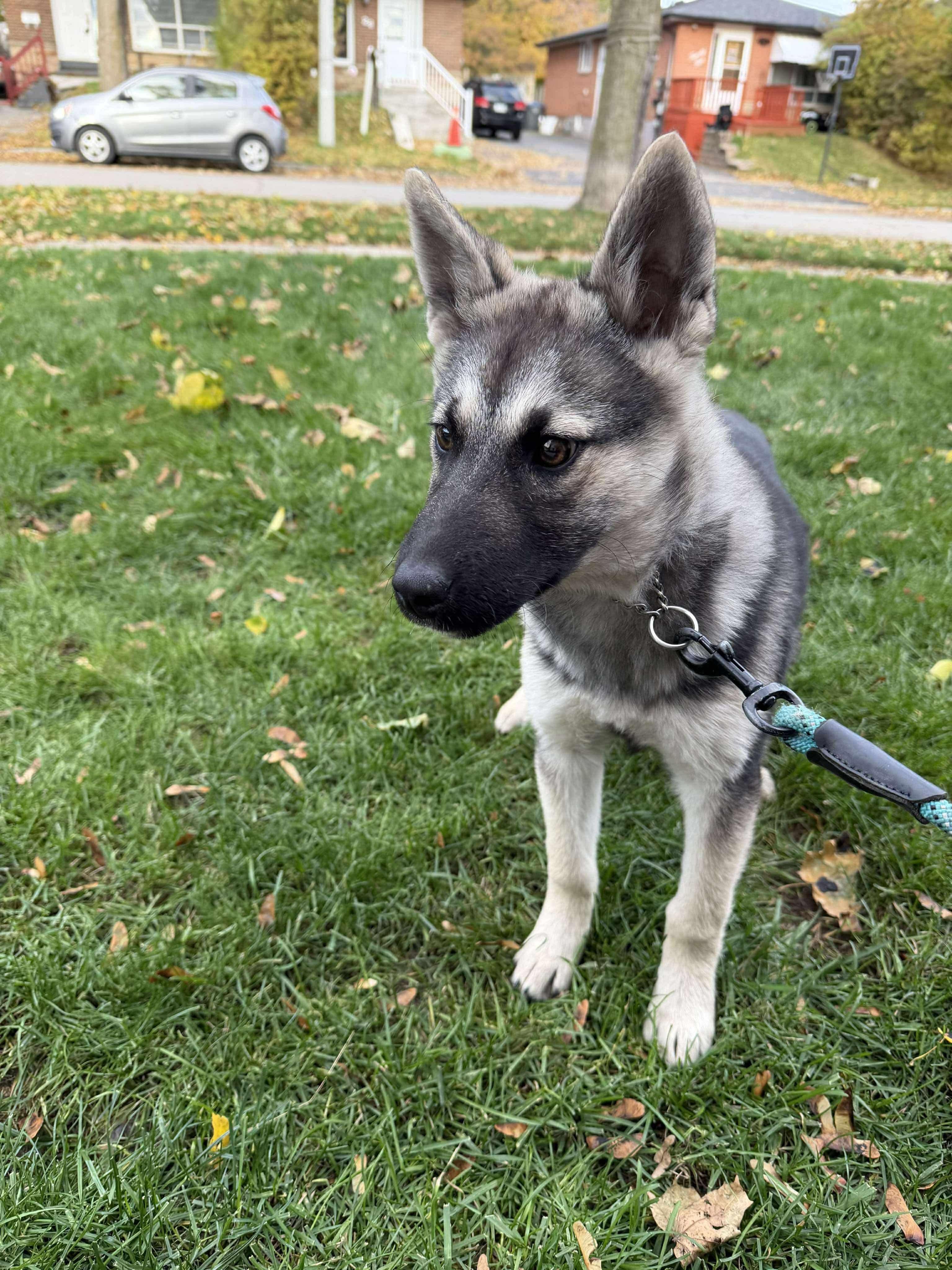 Enlarge Indie, a Adopted mixed breed in Port Colborne , ON image 4/6
