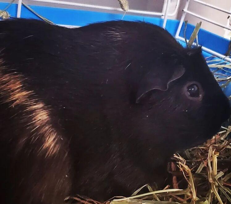 Blaze, Adoptable, Adult Male Guinea Pig.