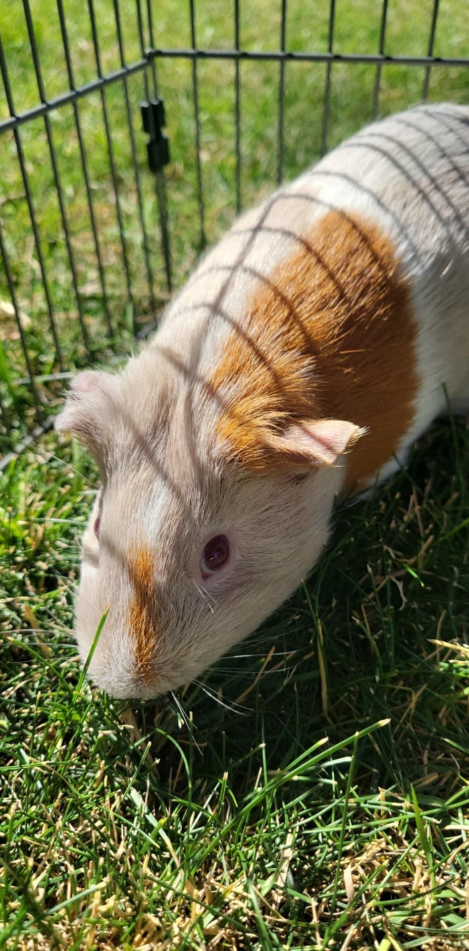 Fruit Loop & Cheerios, a Adopted mixed breed in Oakley, CA image 3/5