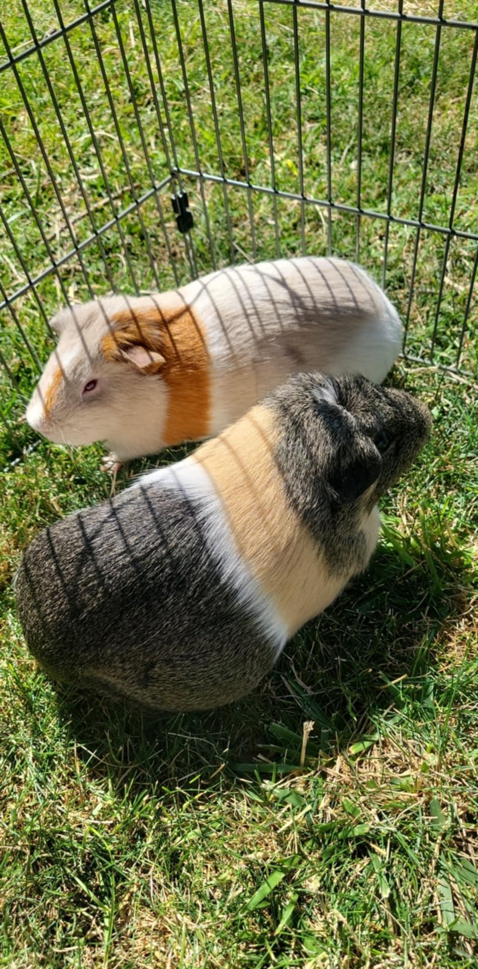 Fruit Loop & Cheerios, Adopted, Adult Female Guinea Pig.