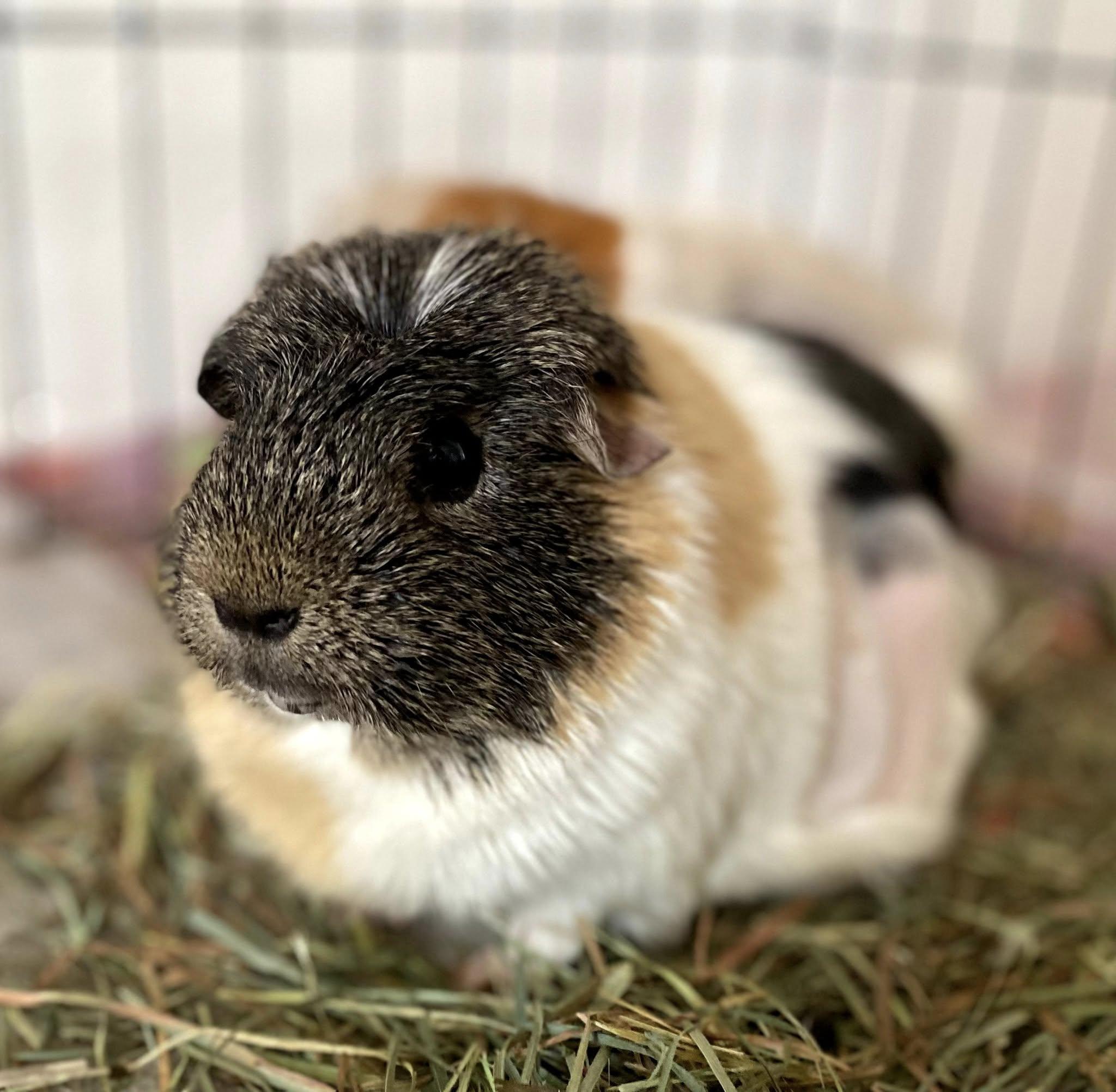 Fruit Loop & Cheerios, a Adopted mixed breed in Oakley, CA image 5/5