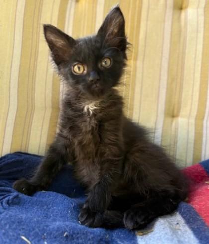 Blewit Burg - needs a young cat buddy, Adoptable, Kitten Female Domestic Long Hair & Domestic Short Hair.