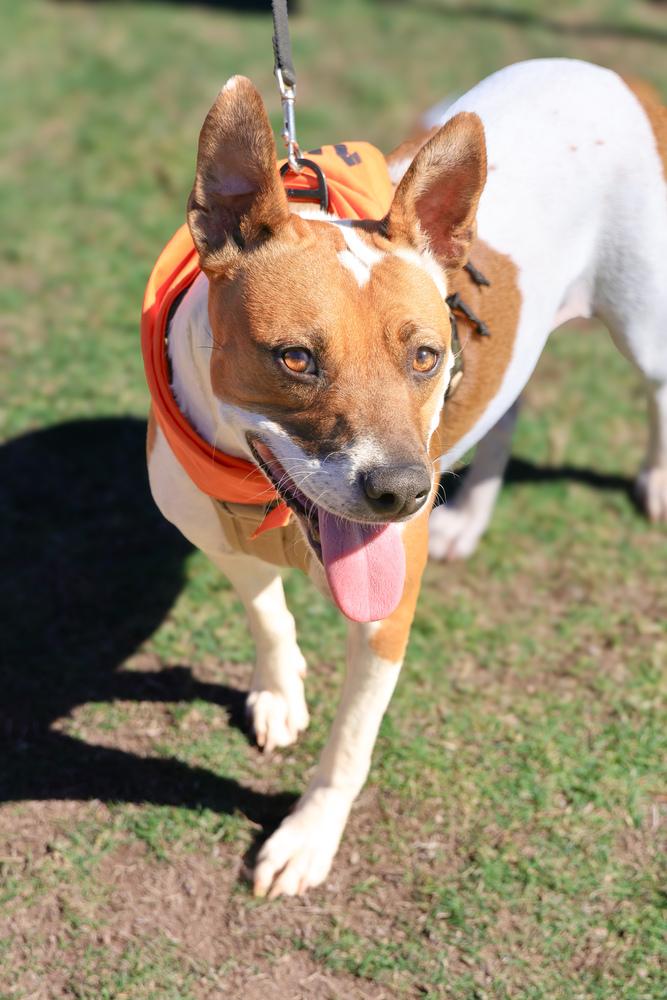 Enlarge Gidget, a Adoptable mixed breed in TUCSON, AZ image 3/6
