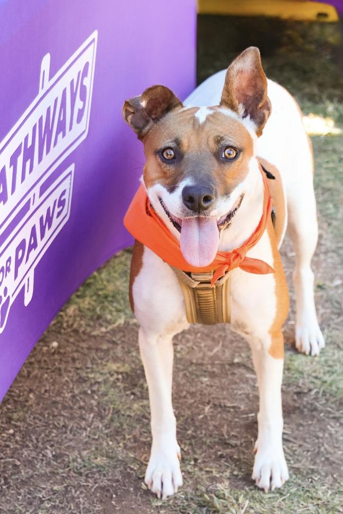 Enlarge Gidget, a Adoptable mixed breed in TUCSON, AZ image 1/6