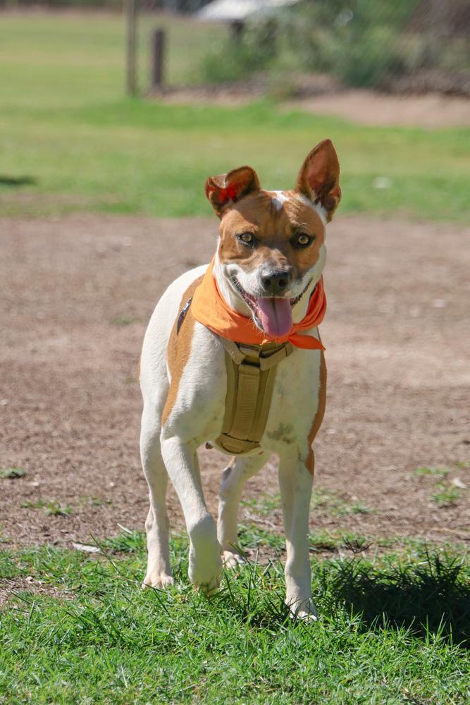 Enlarge Gidget, a Adoptable mixed breed in TUCSON, AZ image 2/6