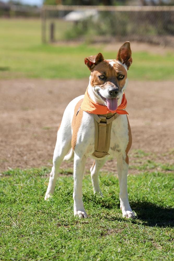 Enlarge Gidget, a Adoptable mixed breed in TUCSON, AZ image 4/6