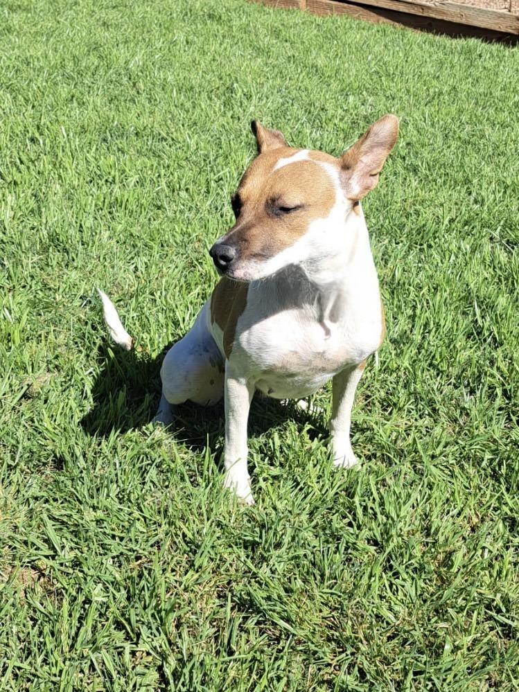 Enlarge Gidget, a Adoptable mixed breed in TUCSON, AZ image 5/6