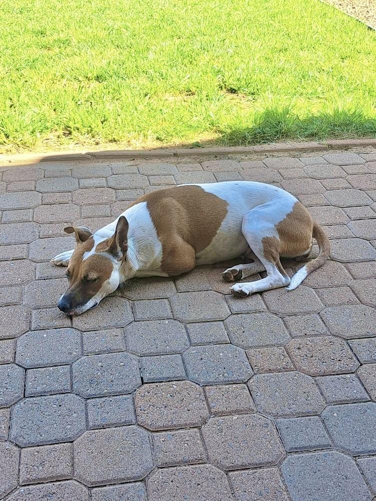 Enlarge Gidget, a Adoptable mixed breed in TUCSON, AZ image 6/6