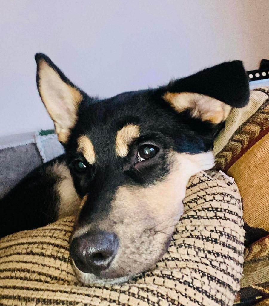 Enlarge Henry, a Adoptable mixed breed in Yellowknife, NT image 1/4