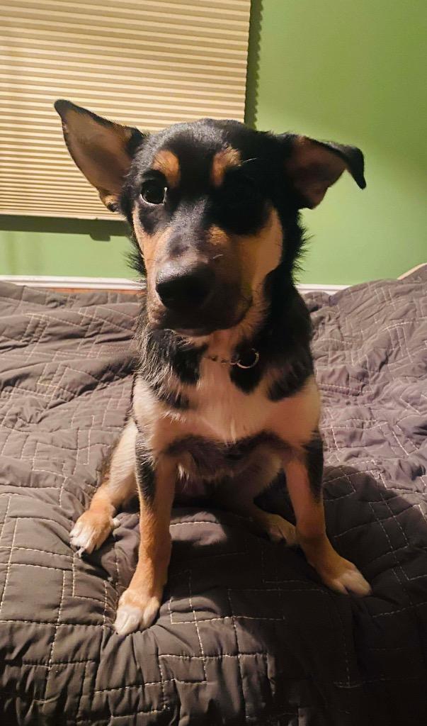 Enlarge Henry, a Adoptable mixed breed in Yellowknife, NT image 2/4