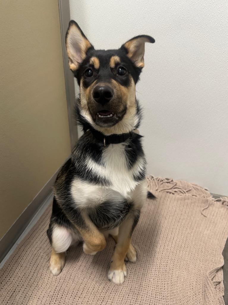 Enlarge Henry, a Adoptable mixed breed in Yellowknife, NT image 3/4