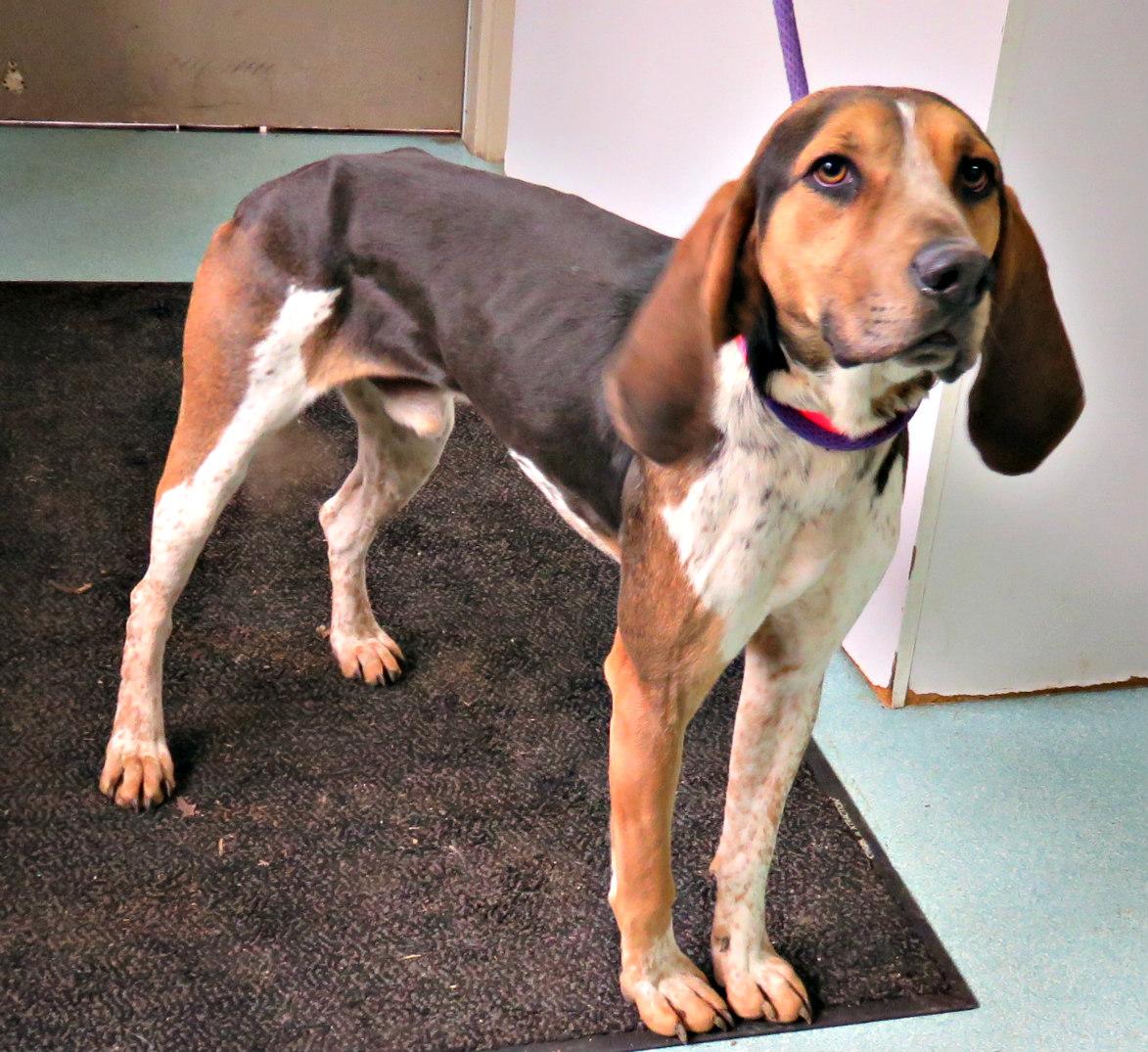 Tracker, Adoptable, Adult Male Treeing Walker Coonhound & Bluetick Coonhound.