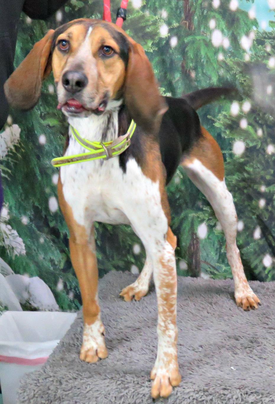 Tracker, a Adoptable mixed breed in Lexington, VA image 3/5