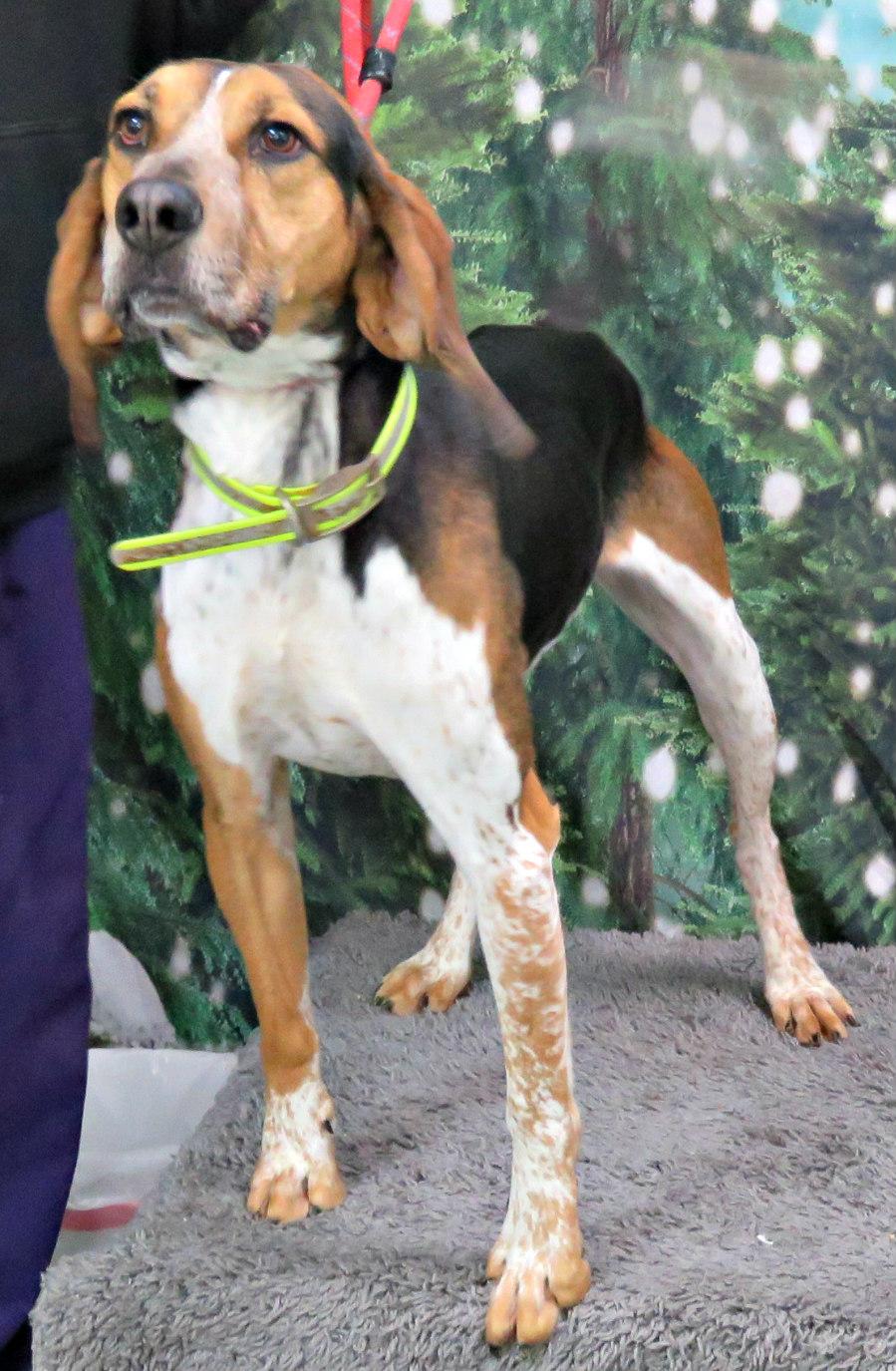 Tracker, Adoptable, Adult Male Treeing Walker Coonhound & Bluetick Coonhound.
