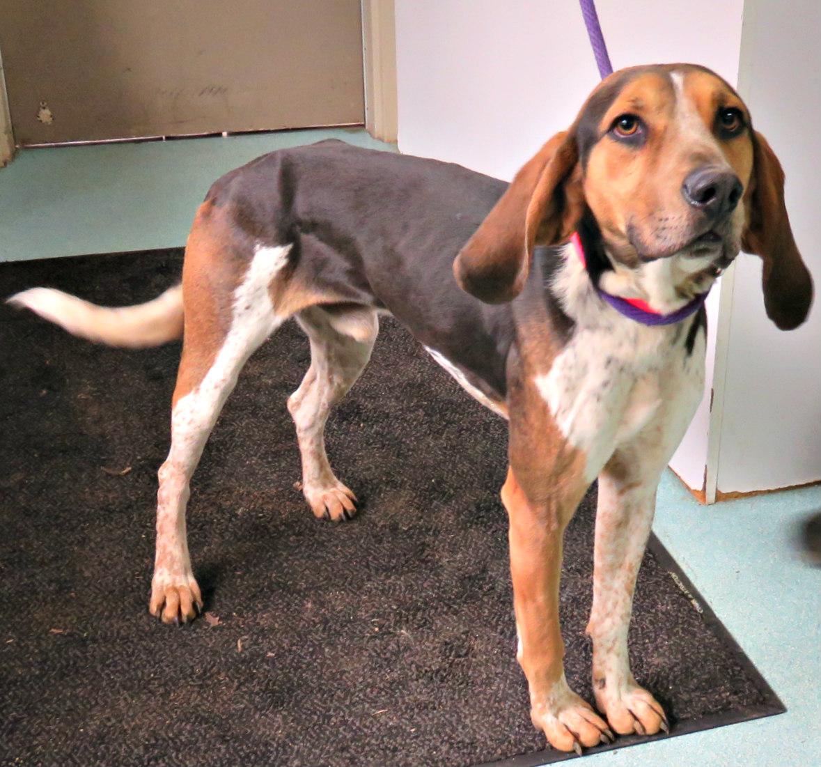 Tracker, a Adoptable mixed breed in Lexington, VA image 5/5