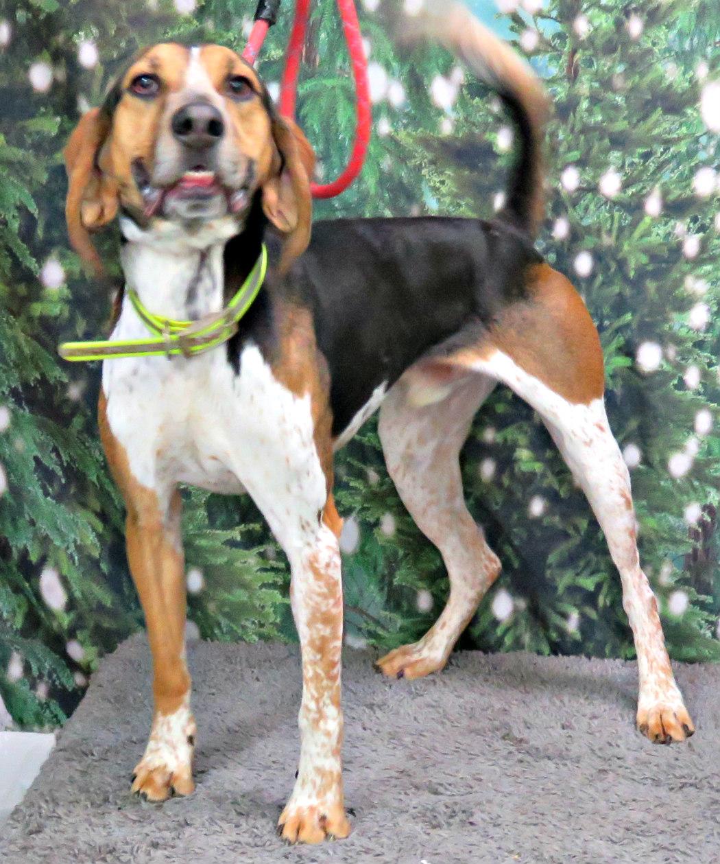 Tracker, a Adoptable mixed breed in Lexington, VA image 4/5