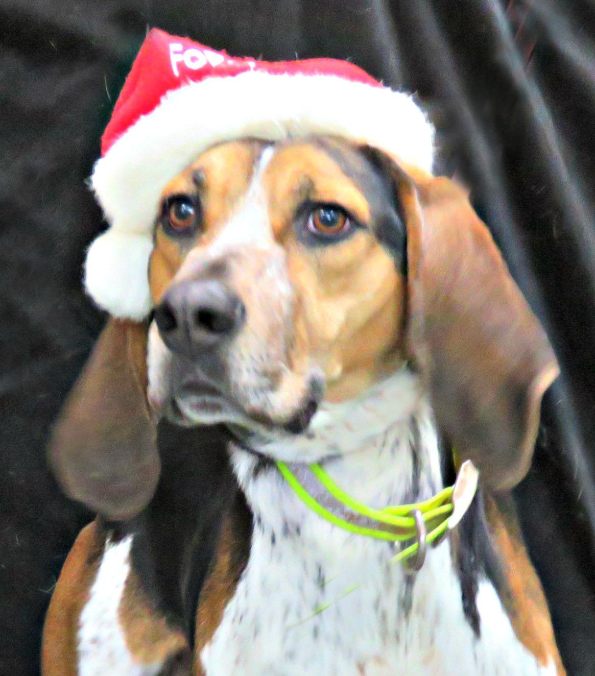 Enlarge Tracker, a Adoptable mixed breed in Lexington, VA image 1/2