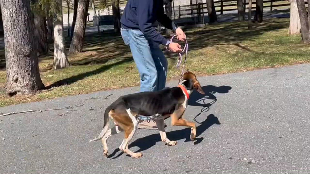 Enlarge Tracker, a Adoptable mixed breed in Lexington, VA video 2/2