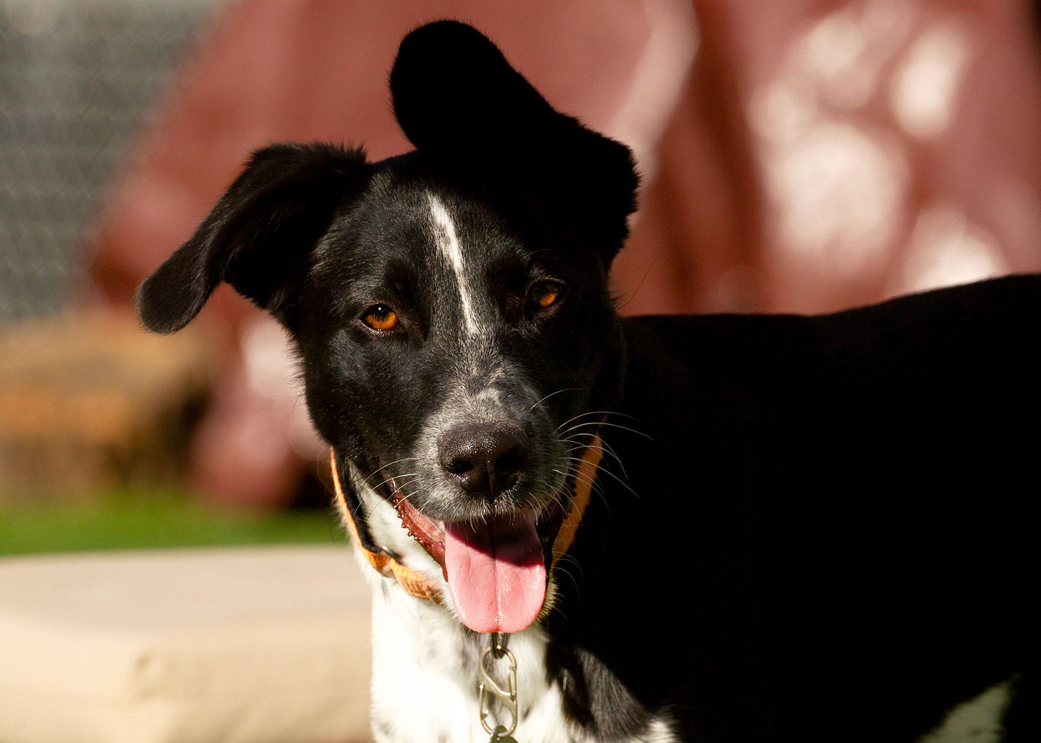 Enlarge Mackenzie, a Adoptable mixed breed in Grants Pass, OR image 2/5