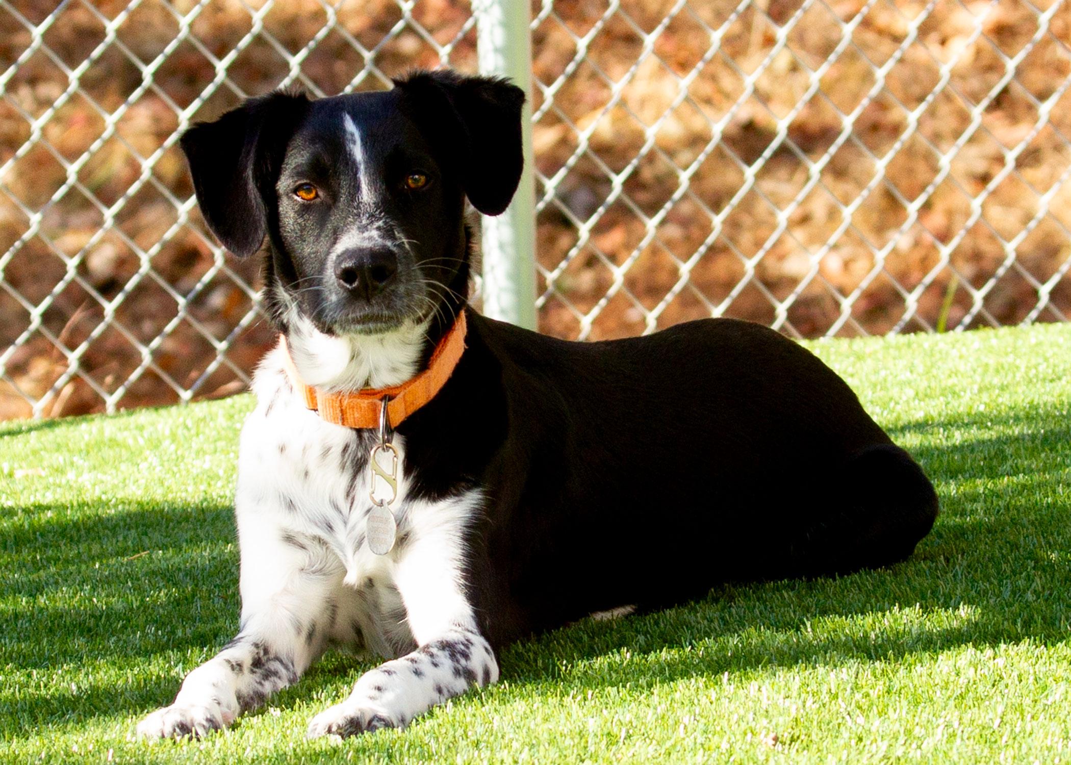 Enlarge Mackenzie, a Adoptable mixed breed in Grants Pass, OR image 4/5