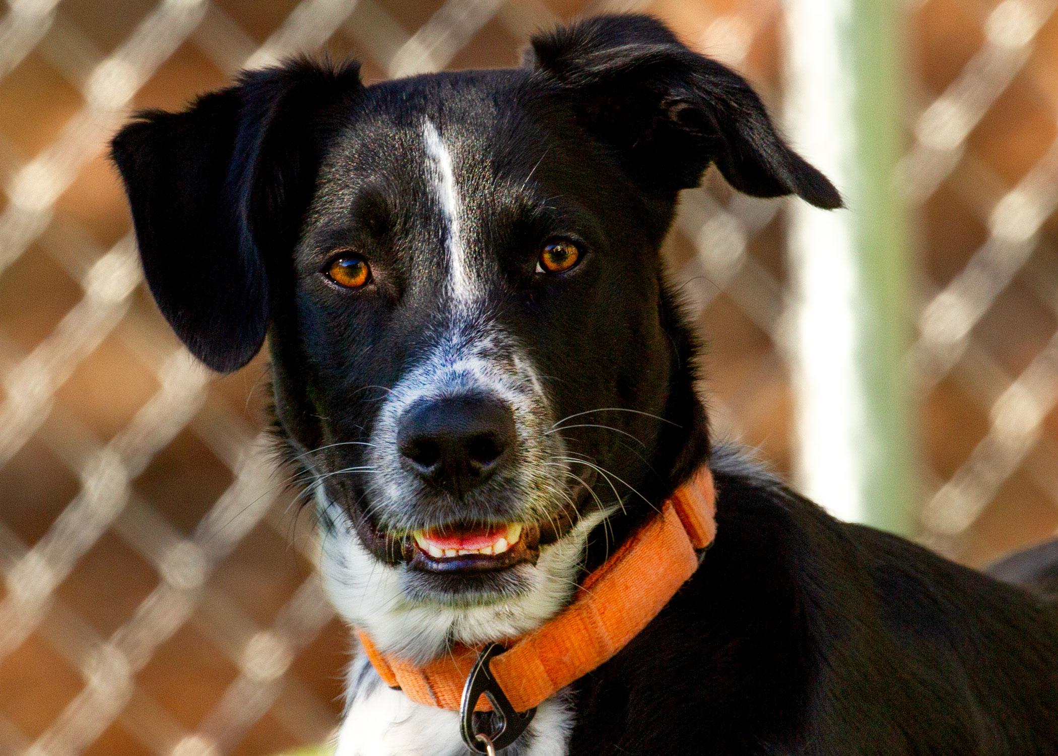 Mackenzie, Adoptable, Young Male Dalmatian.