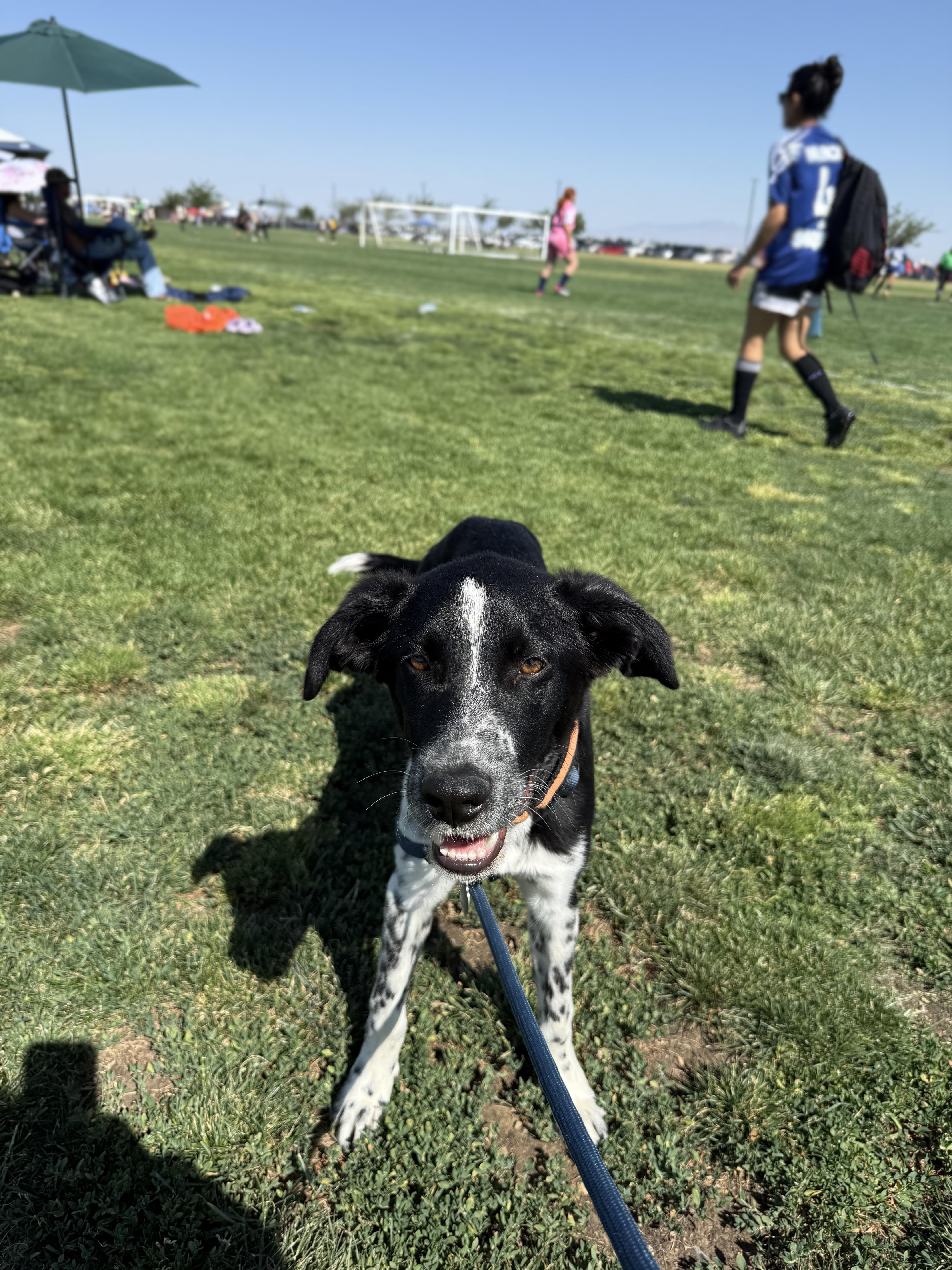 Mackenzie, ADOPTABLE, Puppy Male Border Collie.