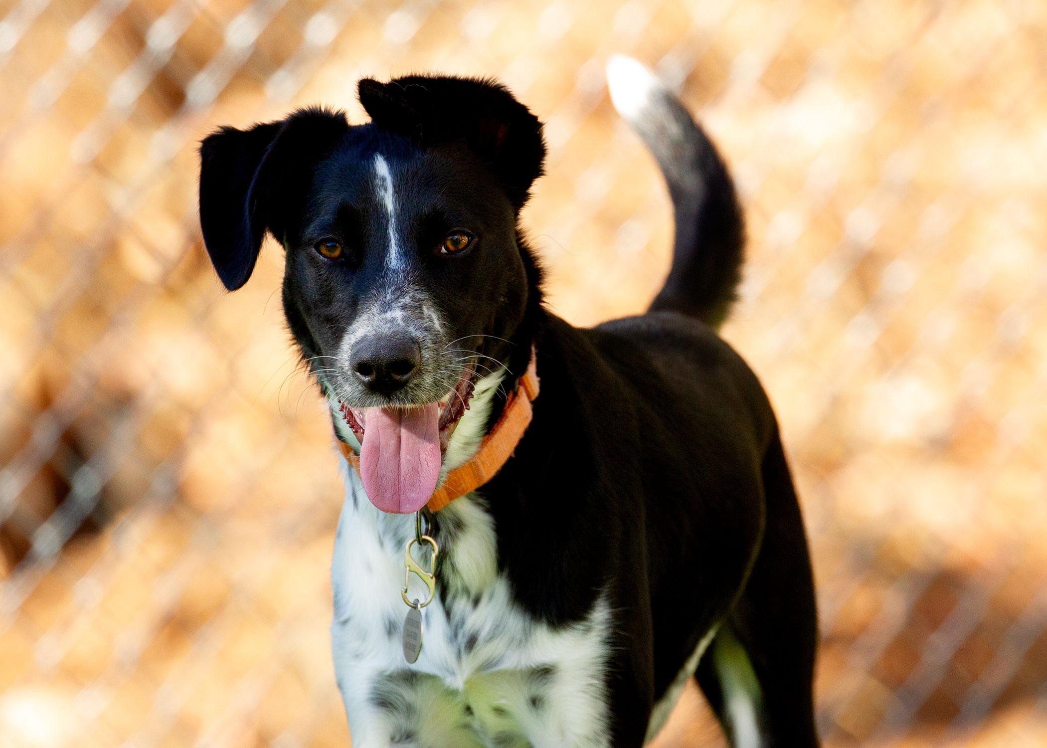 Enlarge Mackenzie, a Adoptable mixed breed in Grants Pass, OR image 3/5