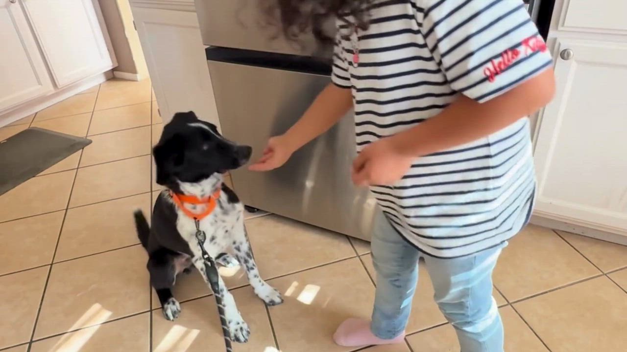Enlarge Mackenzie, a ADOPTABLE mixed breed in Malibu, CA video 3/3