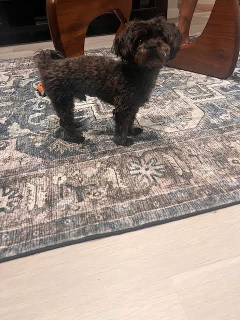 Harley, Adoptable, Young Male Mixed Breed.