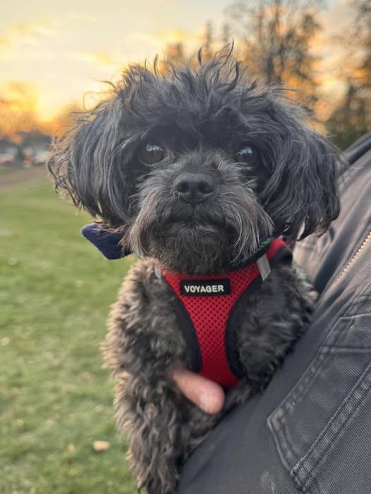 Enlarge Harley, a Adoptable Mixed Breed in Tenafly, NJ image 2/3