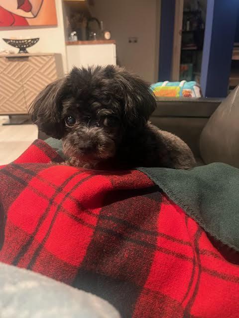 Enlarge Harley, a Adoptable Mixed Breed in Tenafly, NJ image 3/3