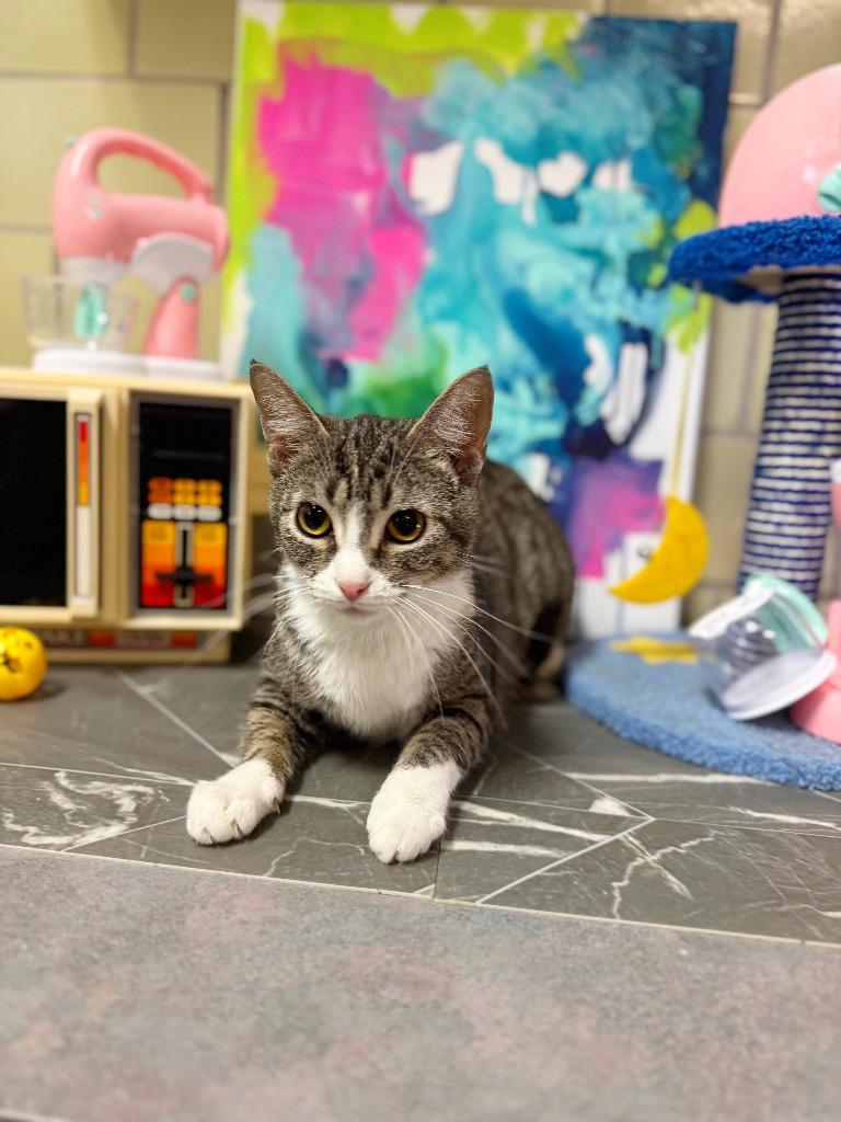 Air Fryer, Adoptable, Young Female Domestic Short Hair.