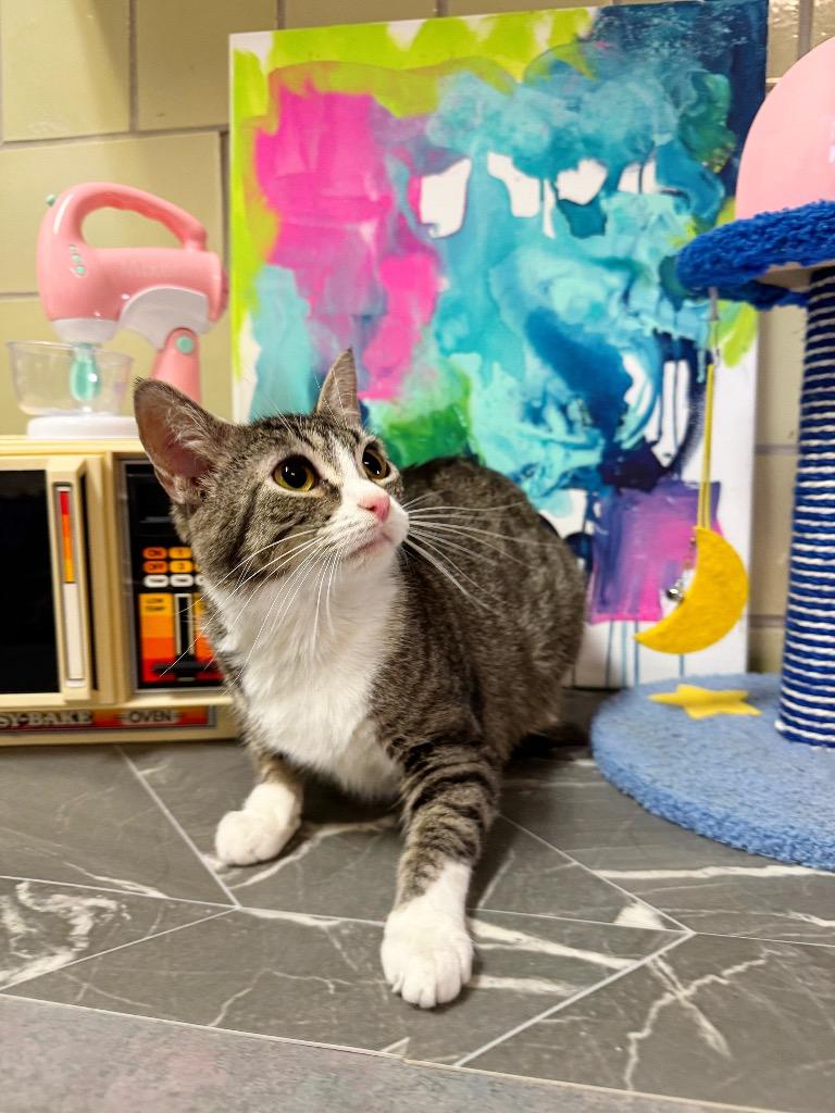 Enlarge Air Fryer, a Adoptable mixed breed in Effingham, IL image 2/6