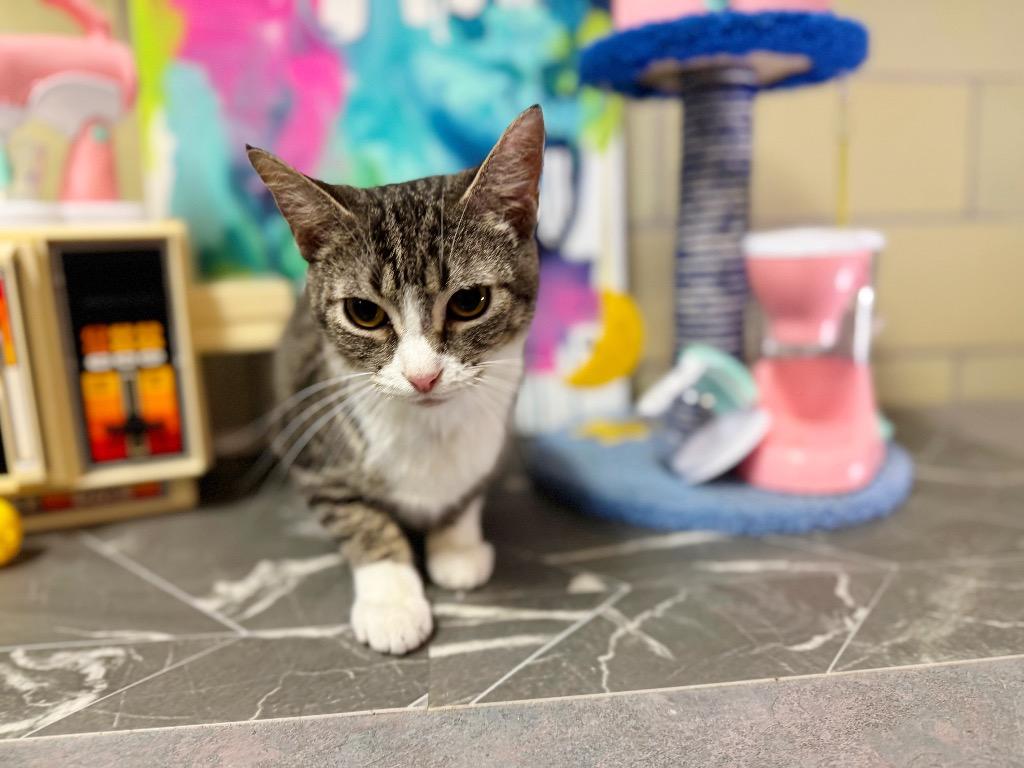 Enlarge Air Fryer, a Adoptable mixed breed in Effingham, IL image 3/6