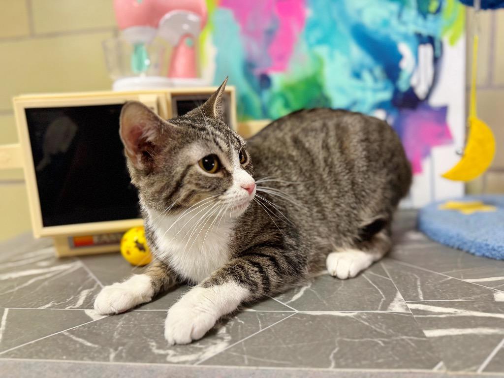 Enlarge Air Fryer, a Adoptable mixed breed in Effingham, IL image 4/6