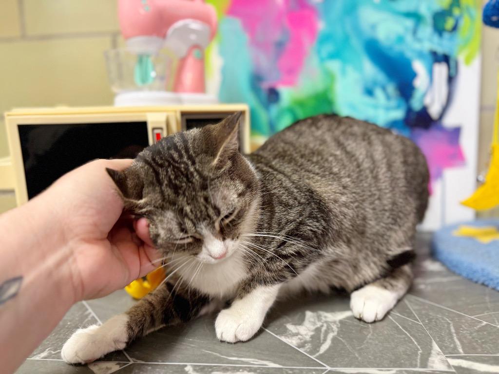 Enlarge Air Fryer, a Adoptable mixed breed in Effingham, IL image 5/6