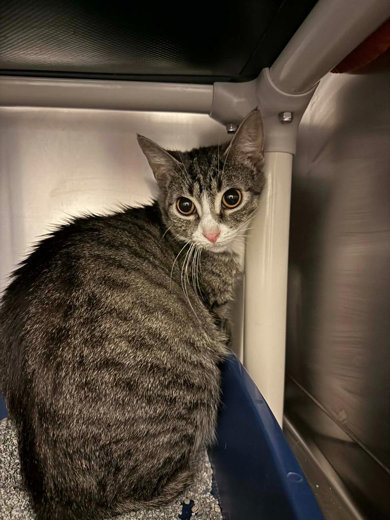 Enlarge Air Fryer, a Adoptable mixed breed in Effingham, IL image 6/6